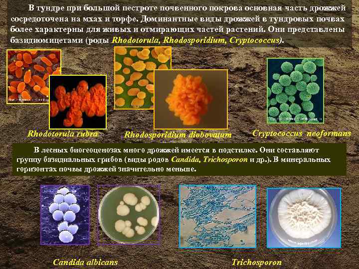 Микроорганизмы в почве - союз органического земледелия