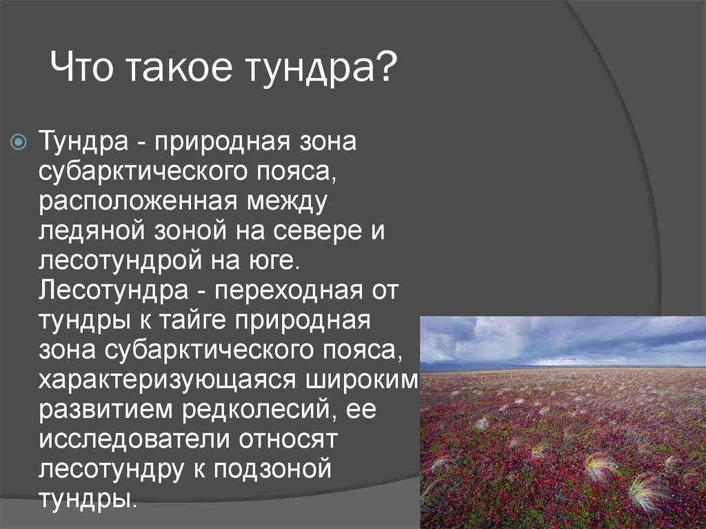Тундра