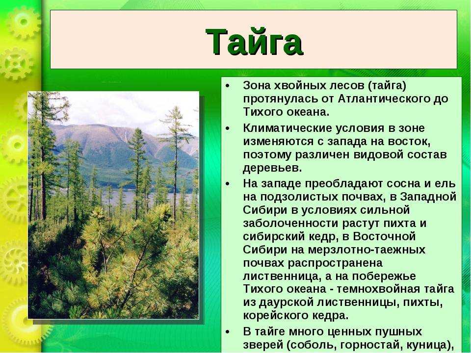 Деревья таежной зоны. южнотаежная лесная зона