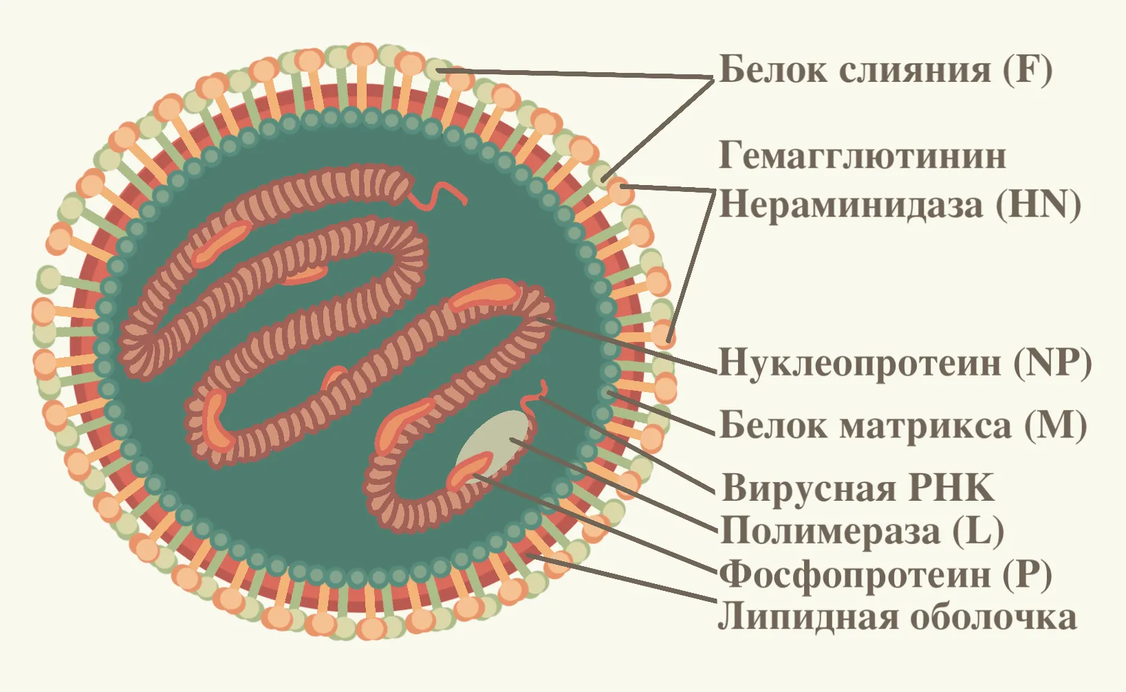 Парамиксовирусы