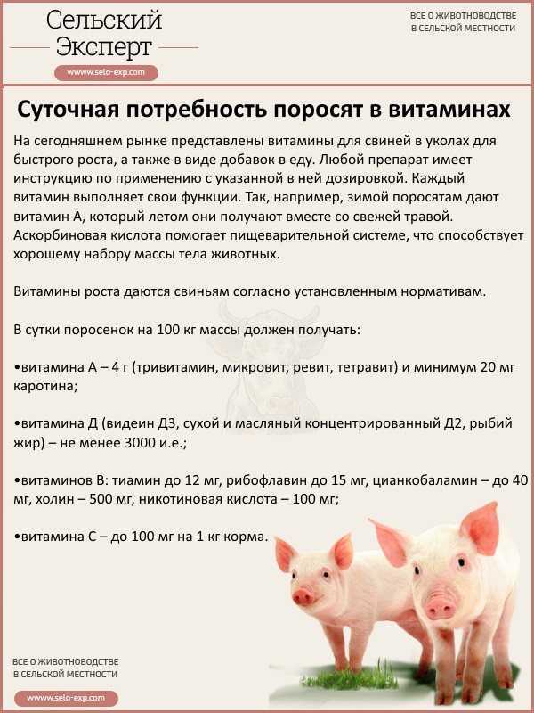 Самый эффективный откорм свиней в домашних условиях