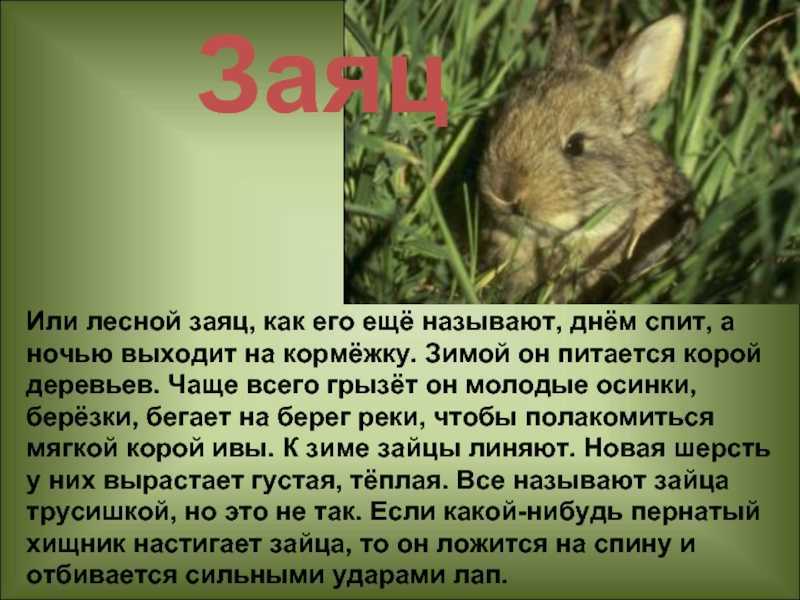 Дикие нравы. животные стали чаще выходить из леса | общество | аиф кузбасс
