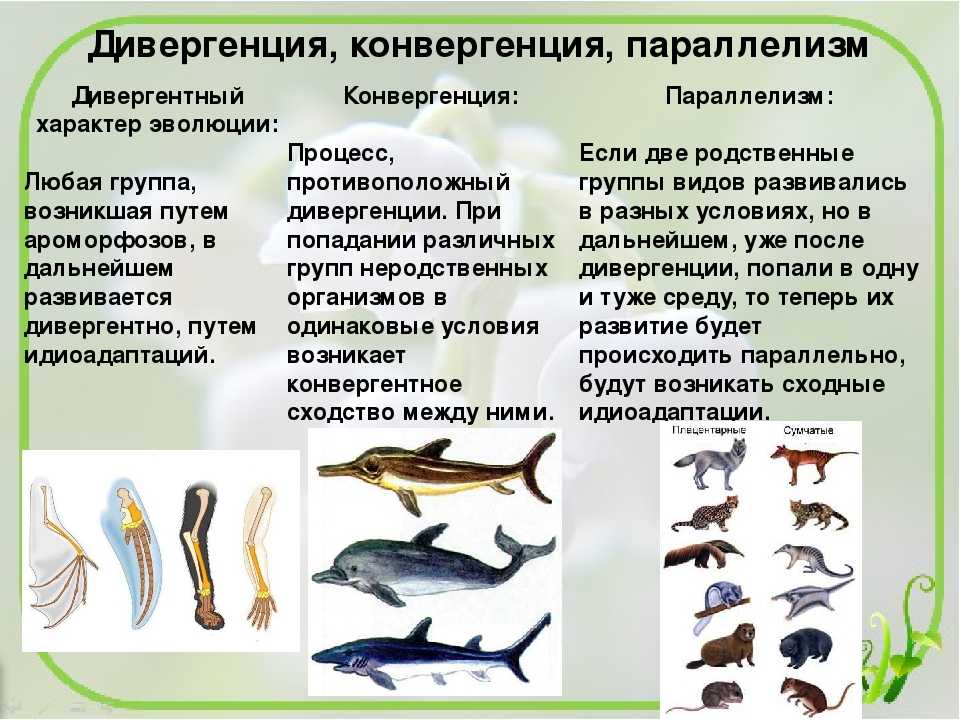 Основные положения современной синтетической теории эволюции