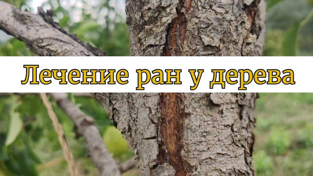 Лечение деревьев, пострадавших от грызунов и морозов — floraprice.ru