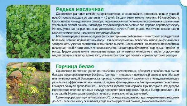 Редька масличная как сидерат: сроки посева, как сажать