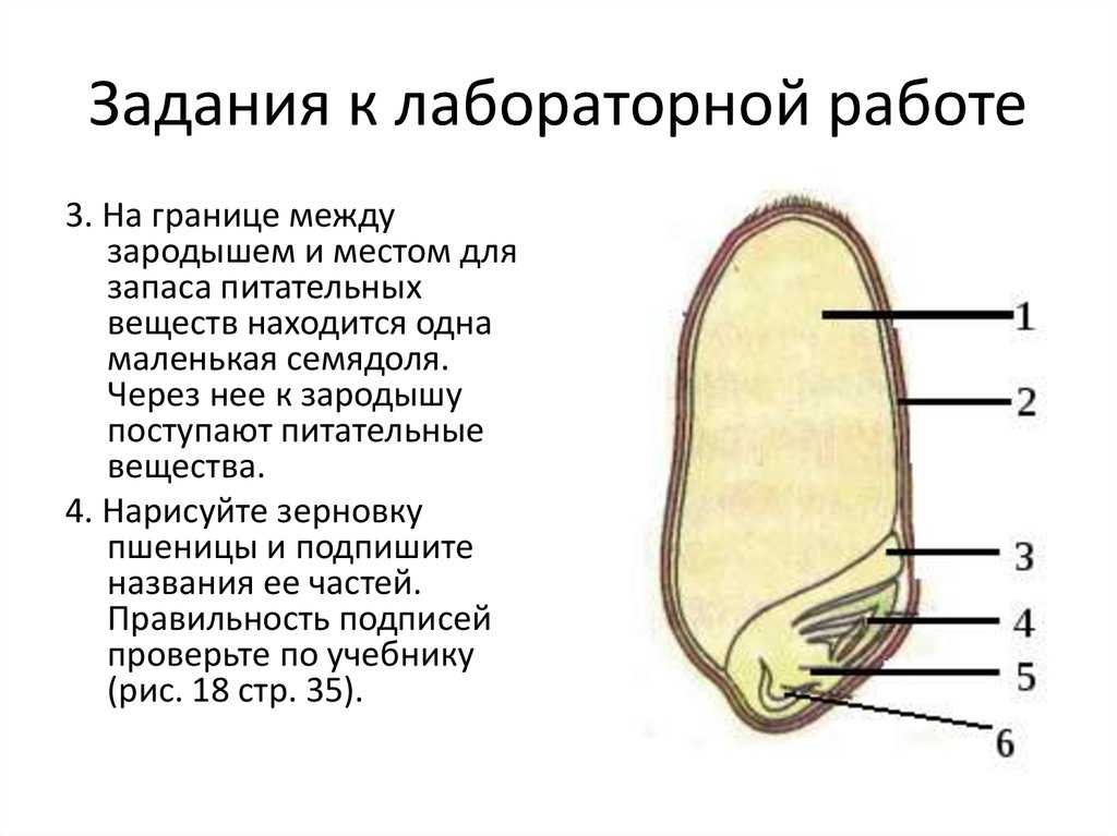 Строение зерновки и из каких частей состоит зародыш пшеницы, чем покрыто семя