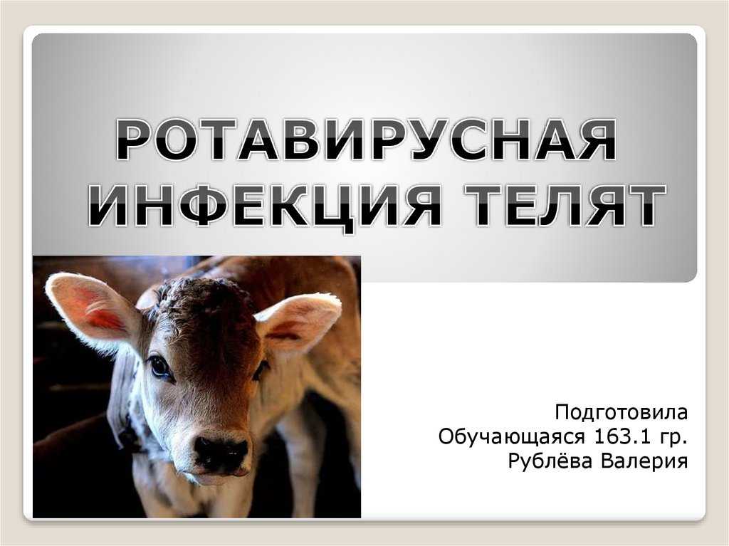 Инфекции телят и крс: диплококковая, коронавирусная, ротавирусная, аденовирусная