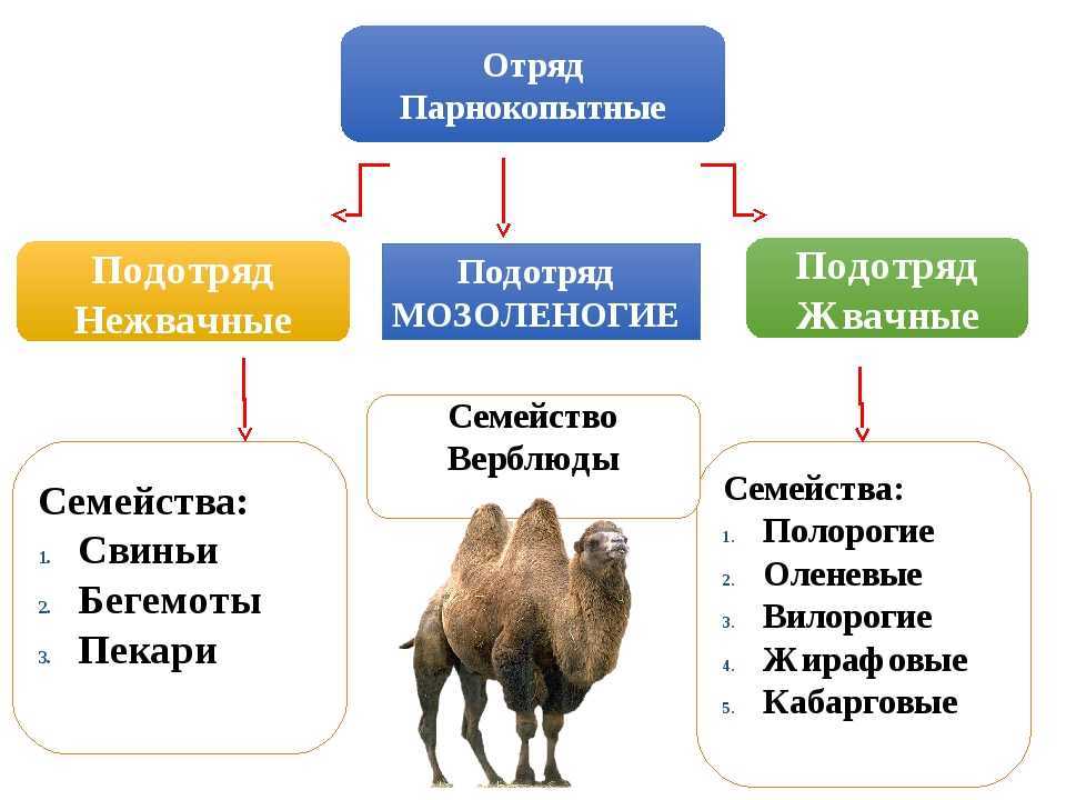 Горал амурский в приморье — letopisi.ru