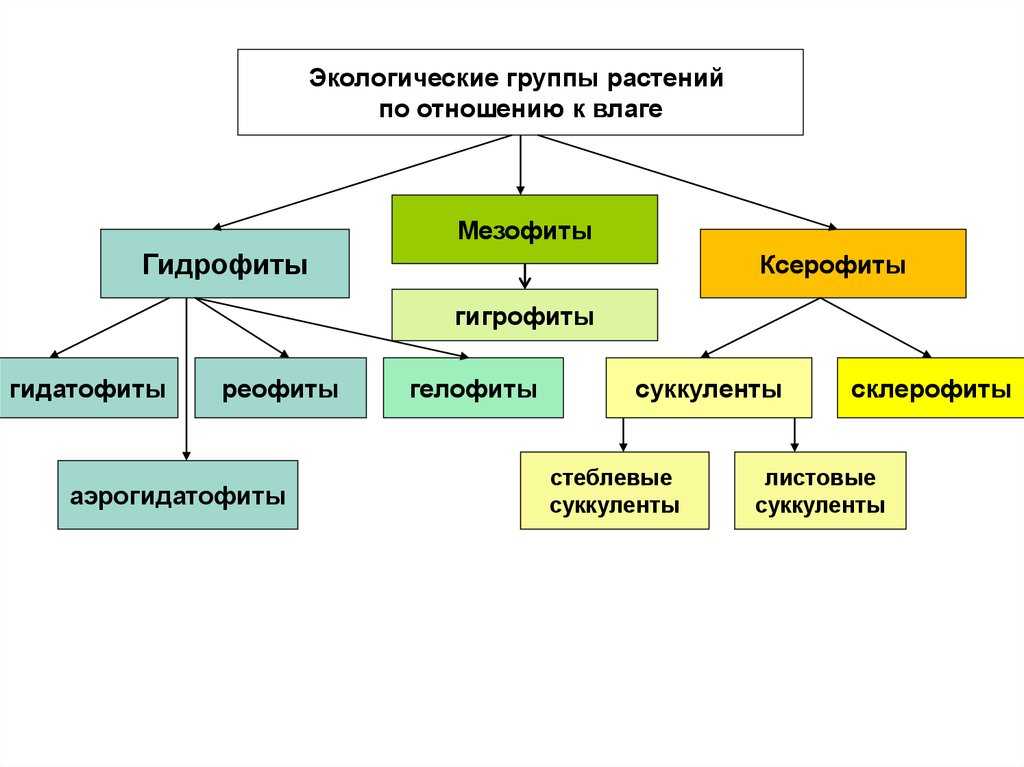 Презентация на тему: "экологические группы растений по отношению к воде выполнил: учитель биологии зыкова я.в мбоу сош 82. г. кемерово.". скачать бесплатно и без регистрации.