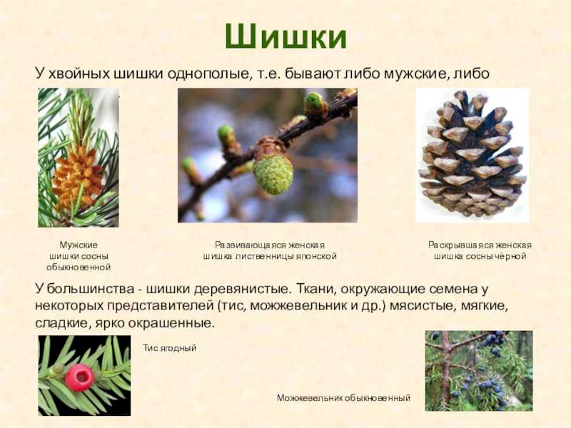 Как происходит опыление и оплодотворение у сосны обыкновенной кратко