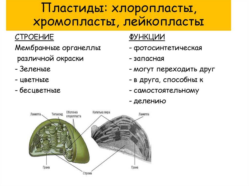 Кто открыл хлоропласты, хромопласты и другие пластиды? - сайт по биологии