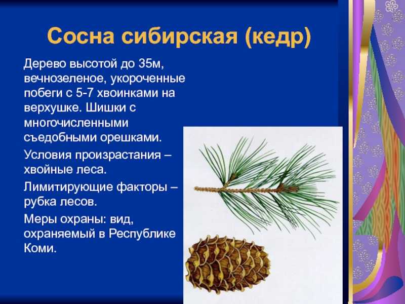 Выращивание кедров дома из семян