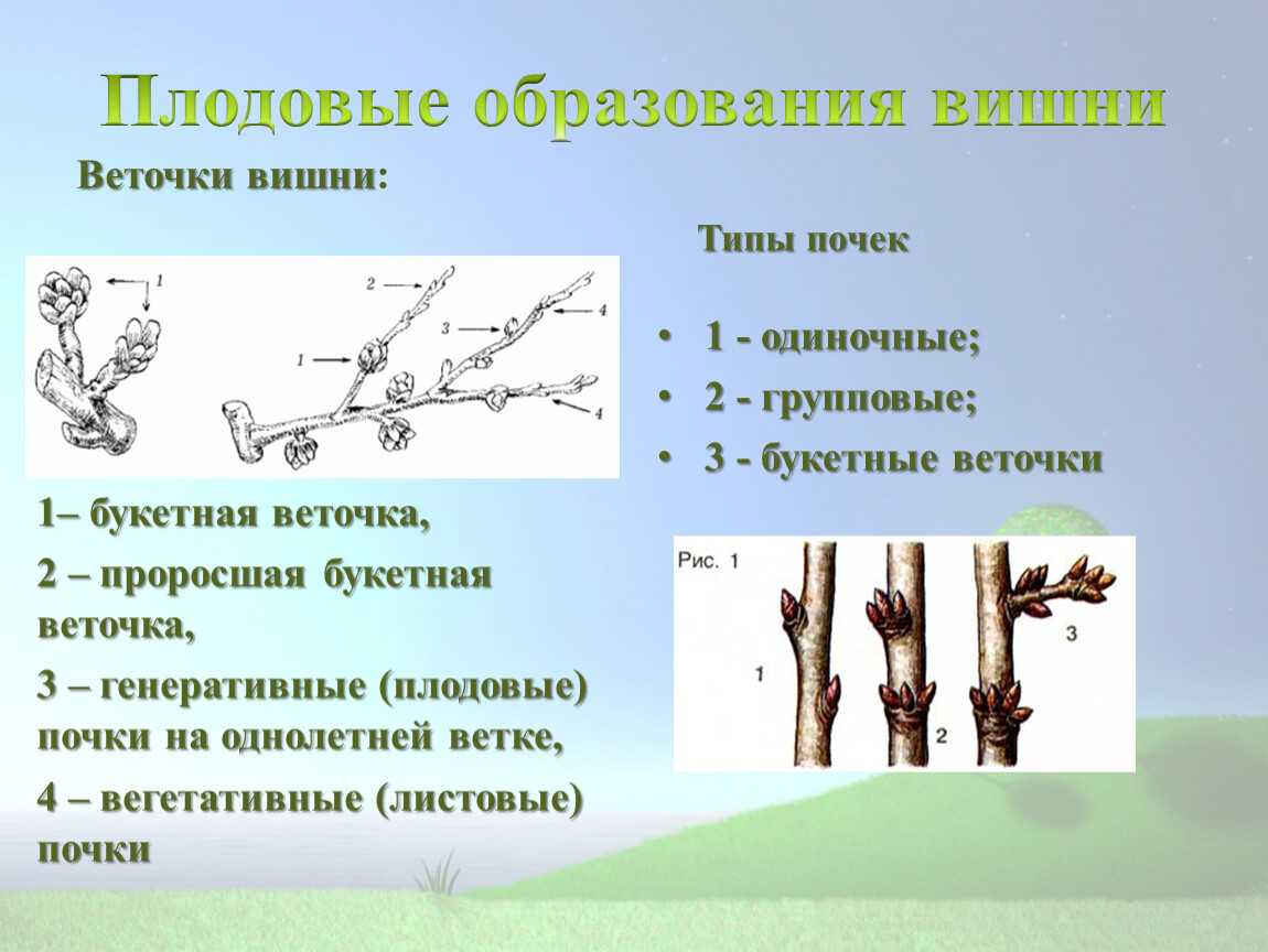 Справочник садовода: строение плодовых и ягодных растений