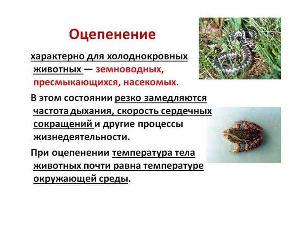 Онтогенетическая адаптация, что такое онтогенетическая адаптация, онтогенетическая адаптация это, онтогенетическая адаптация примеры