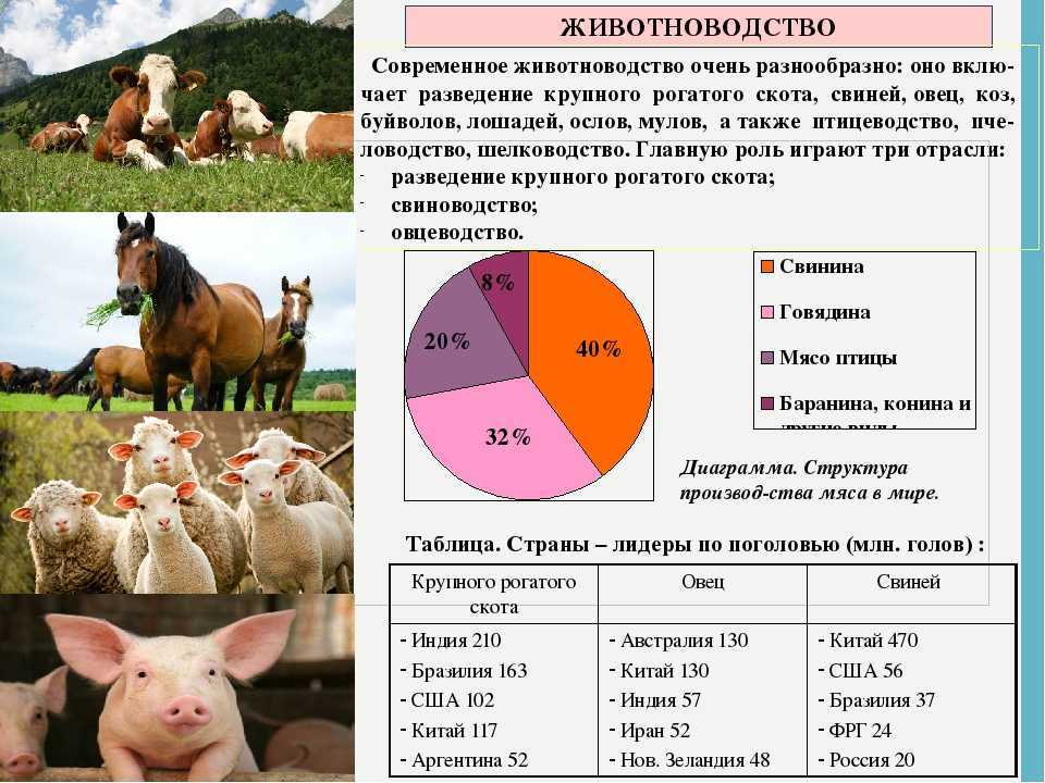 Разведение коров | разведение крупного рогатого скота. методы разведения