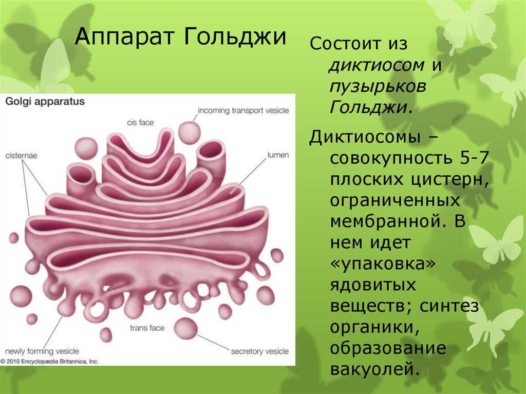 Структура и функции диктиосом / биология | thpanorama - сделайте себя лучше уже сегодня!