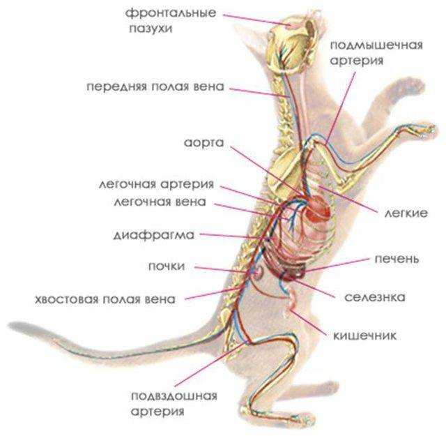 Акушерская физиология. анатомия половых органов самок презентация, доклад, проект на тему