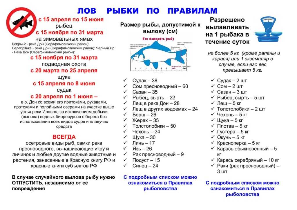 Серебристая чайка в борьбе с вредителями зерновых культур