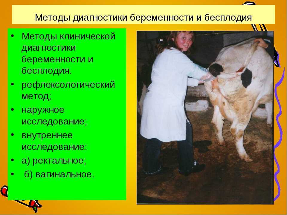 Роды у собаки: признаки начала и процесс родов, стадии, норма и патологии, особенности у мелких и крупных пород + отзывы