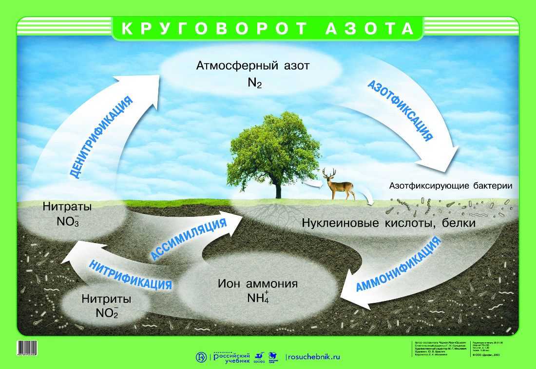 § 53. круговорот веществ в биосфере