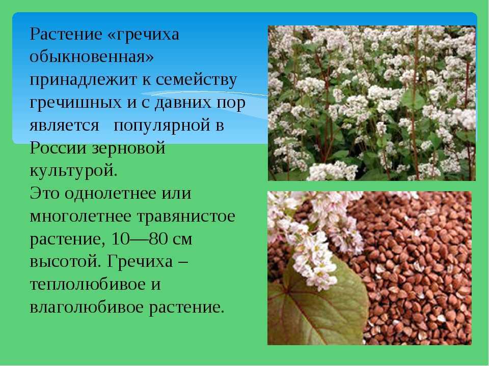 Гречиха - биологические особенности, выращивание и урожайность растения