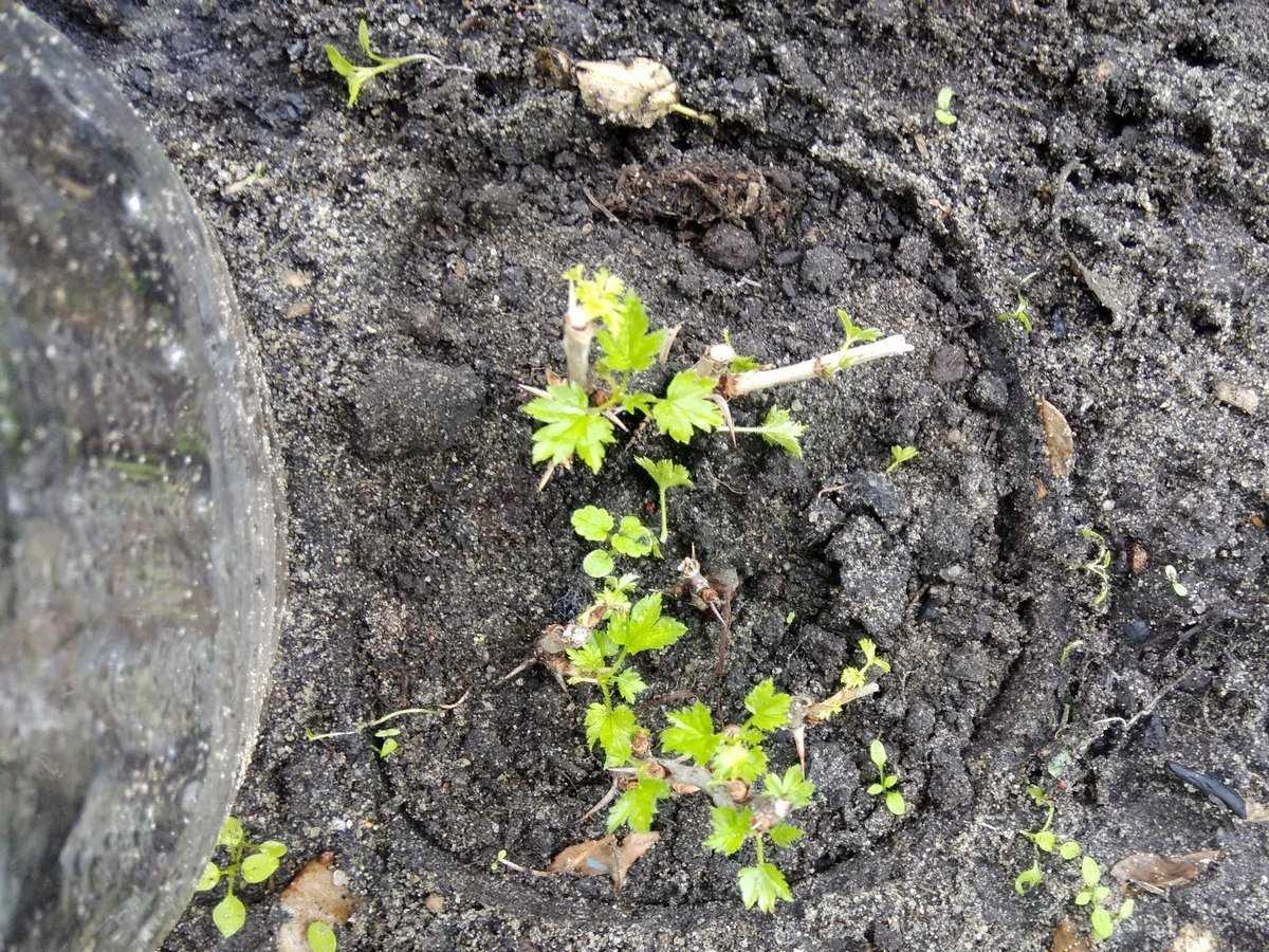 Осина, или тополь дрожащий — populus tremula. | russianpermaculture.ru