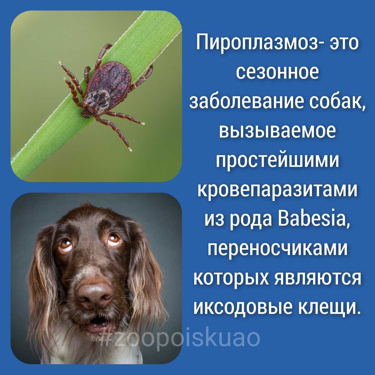 Бабезиоз лошадей: клинические признаки и симптомы