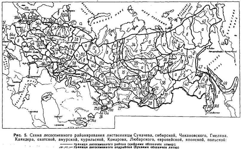 Правила создания и выделения объектов лесного семеноводства (лесосеменных плантаций, постоянных лесосеменных участков и подобных объектов) (стр. 1 )