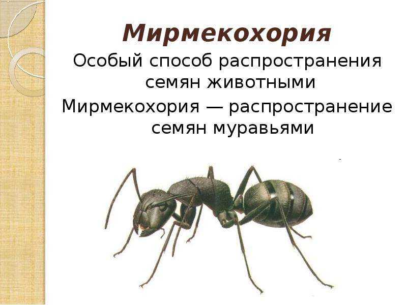 Мирмекохория — энциклопедия руниверсалис