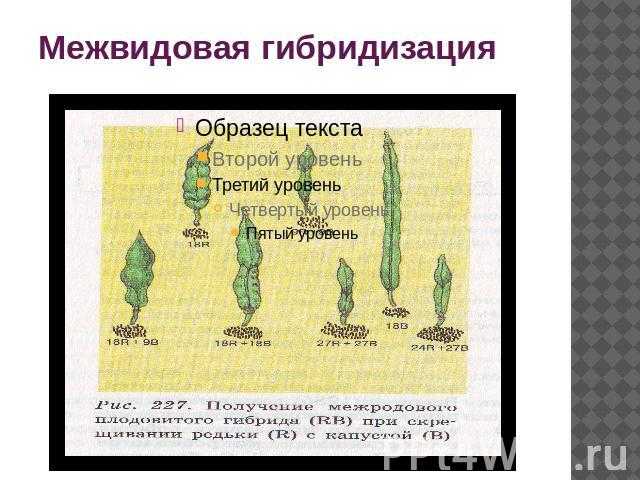 Популяционные и генетические механизмы межвидовой гибридизации млекопитающих (на примере рода spermophilus)