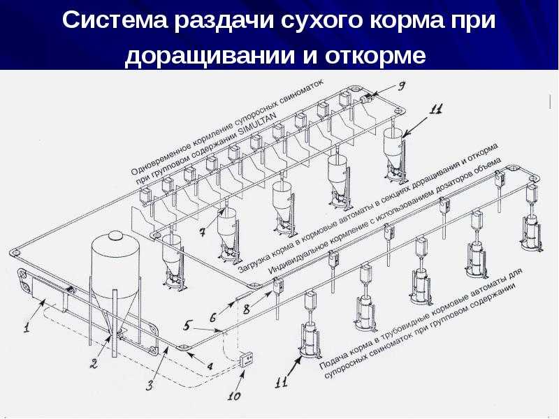 Совершенствование технологий и технических средств приготовления и раздачи кормосмесей в сельскохозяйственных свиноводческих организациях
