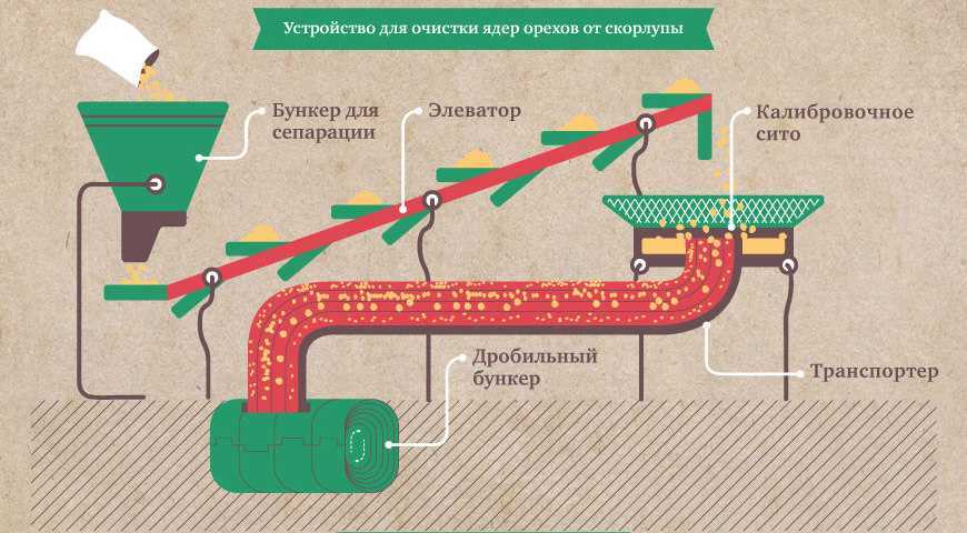 Как хранить кедровые орехи в домашних условиях, в том числе очищенные
