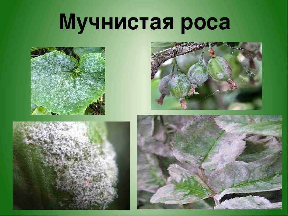 Микология и фитопатология. t. 53,  номер
 3, 2019
