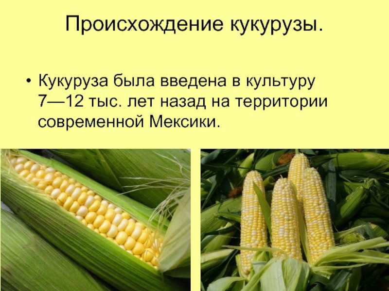 Откуда появилась кукуруза. как на земле появилась кукуруза? кукуруза - дар богов