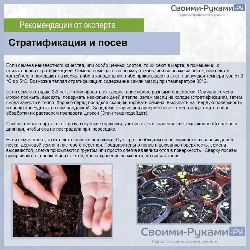 Покой - семя
 - большая энциклопедия нефти и газа, статья, страница 1
