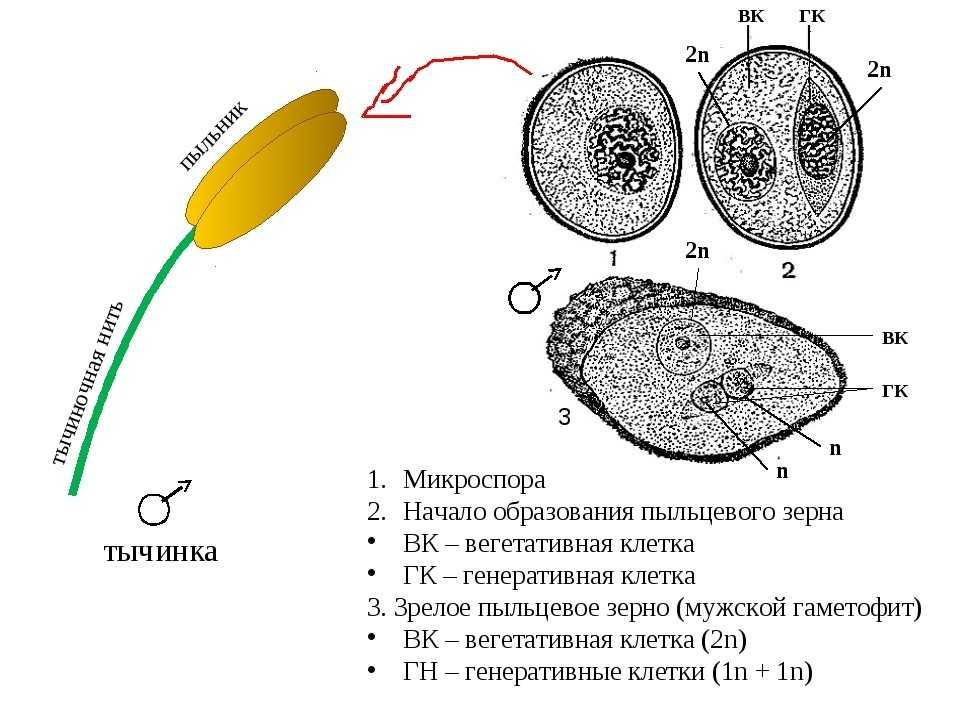 Клеточный центр