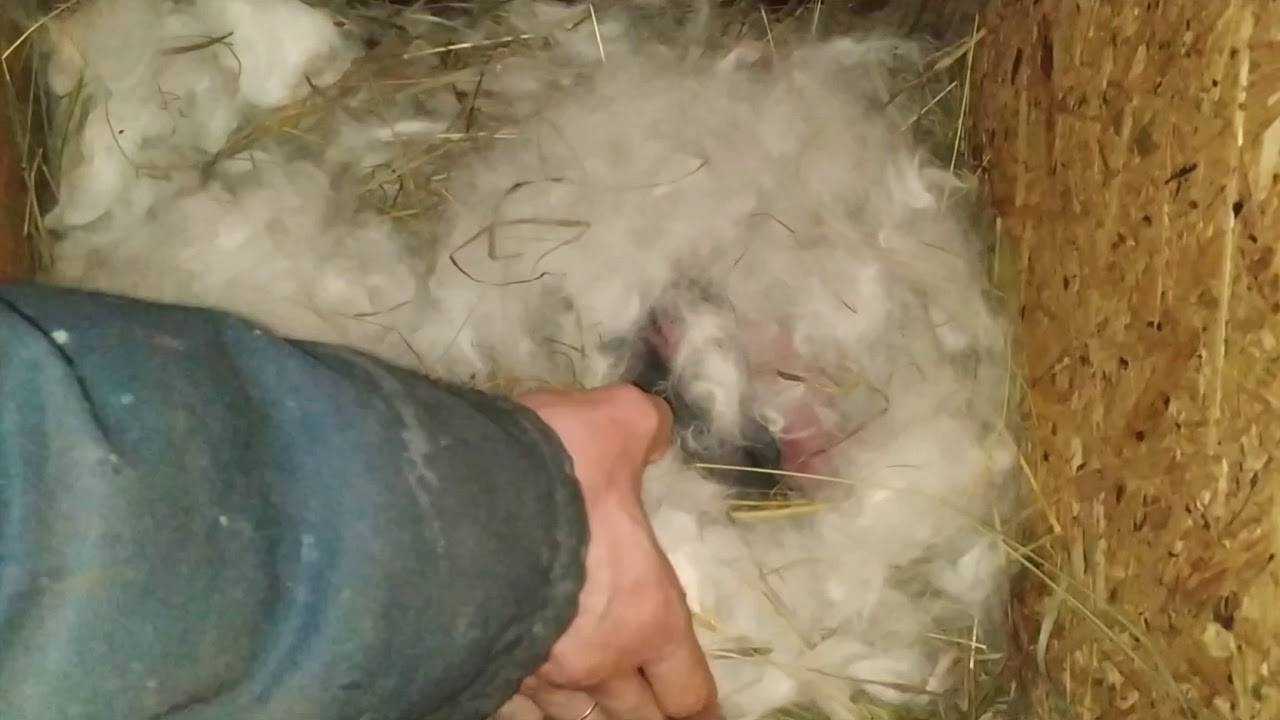 Поведение крольчихи перед окролом