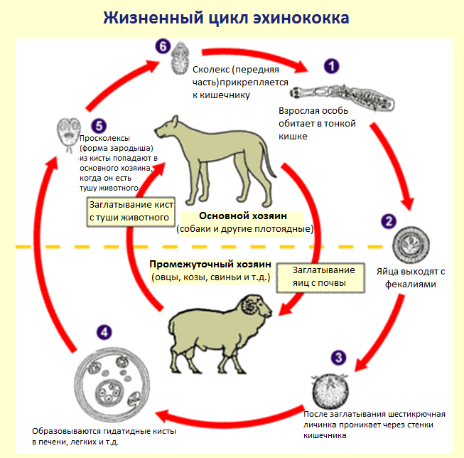 Болезни крупного
 рогатого скота