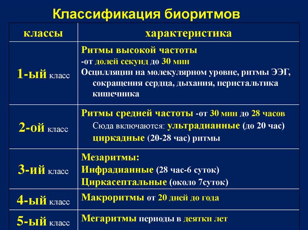 Биоритмы: что это, влияние циркадных ритмов на обучение — как эффективно учиться, зная свой хронотип