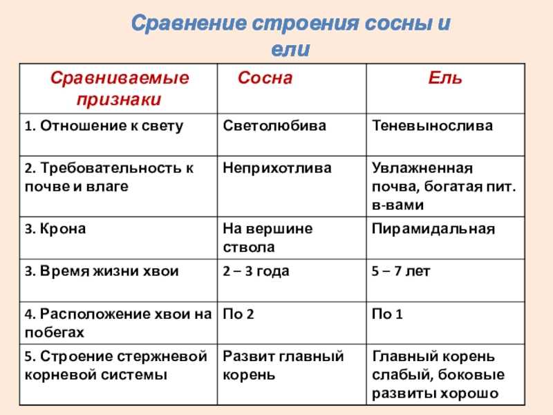 Корневая система сосны: особенности, болезни и вредители, уход