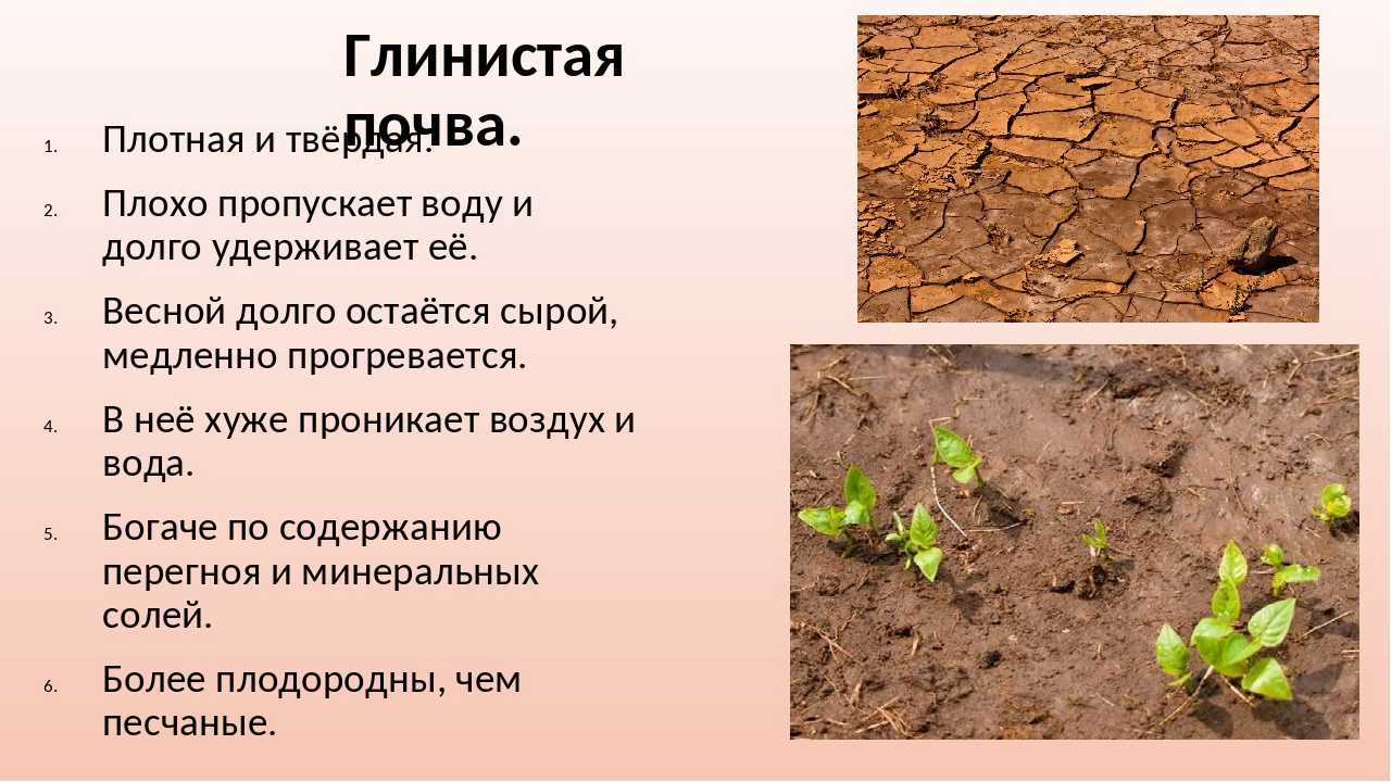 Что растет на песчаных почвах? - стройка от а до я