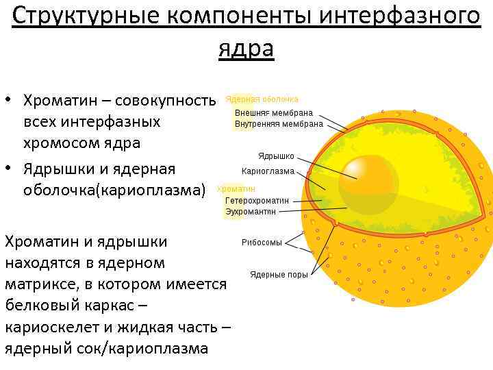 Цитоплазматическая наследственность