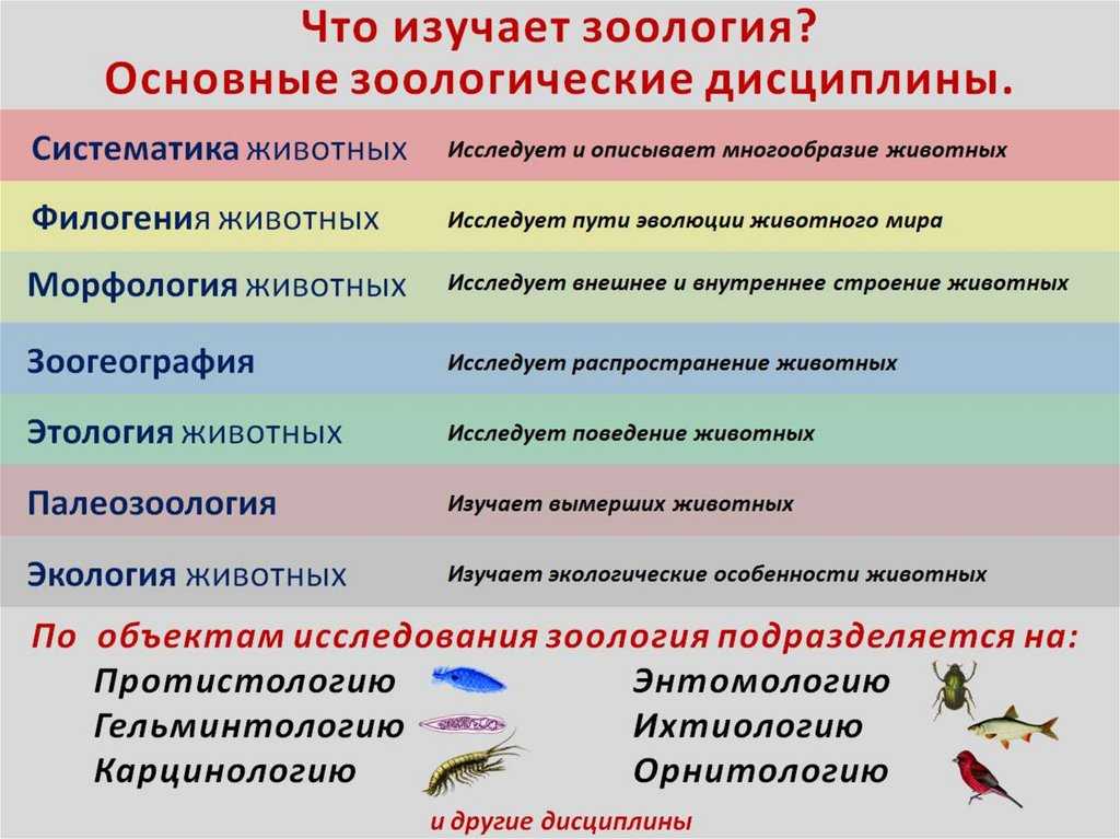 Зоологические дисциплины. учебно-терминологический словарь
