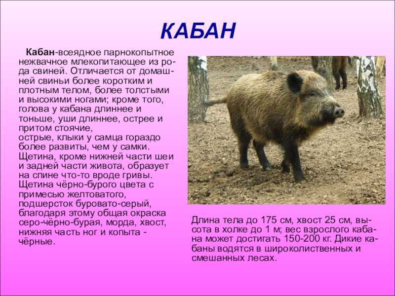Дикий кабан. образ жизни и среда обитания дикого кабана | живность.ру