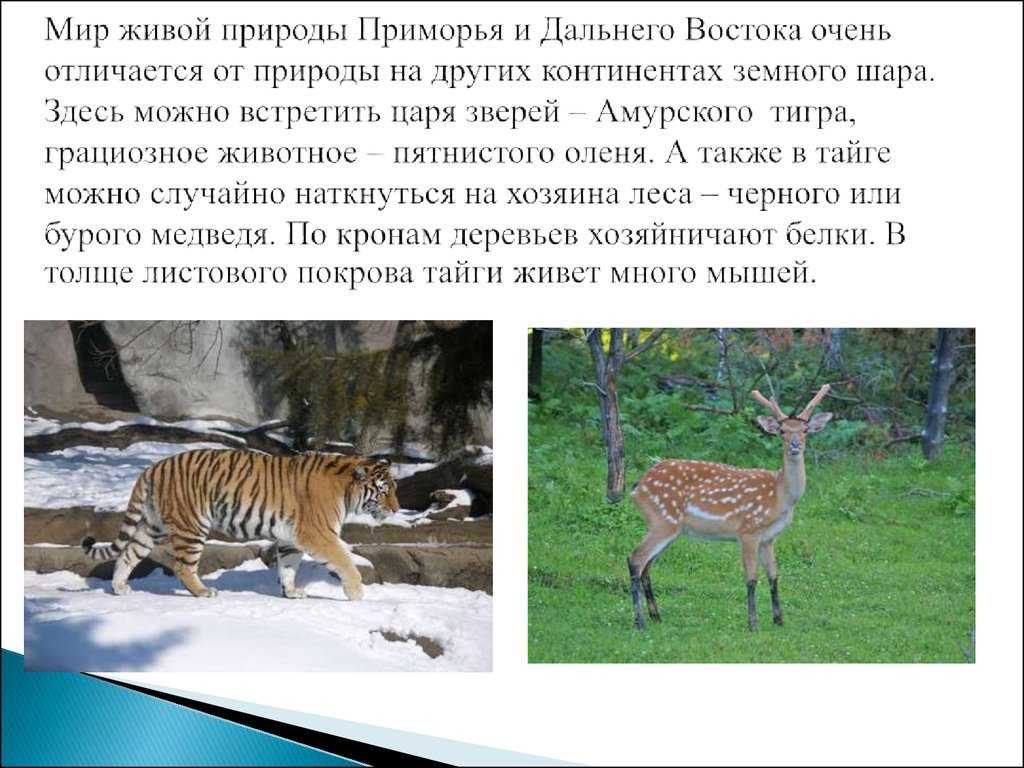 Где находится сихотэ алинь на карте?