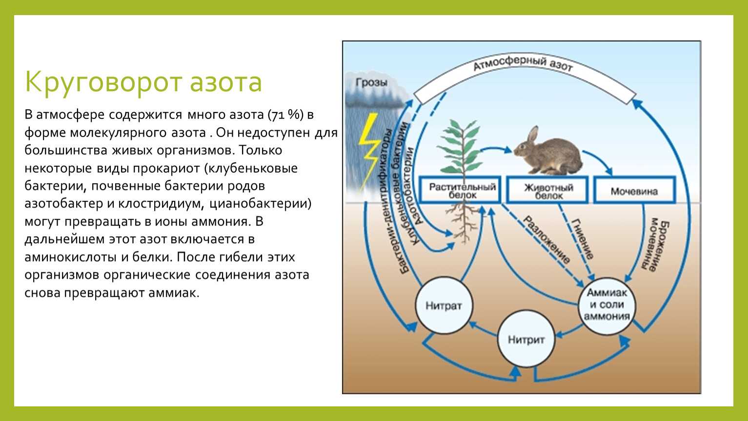 Фиксация азота - определение, значение, процессы