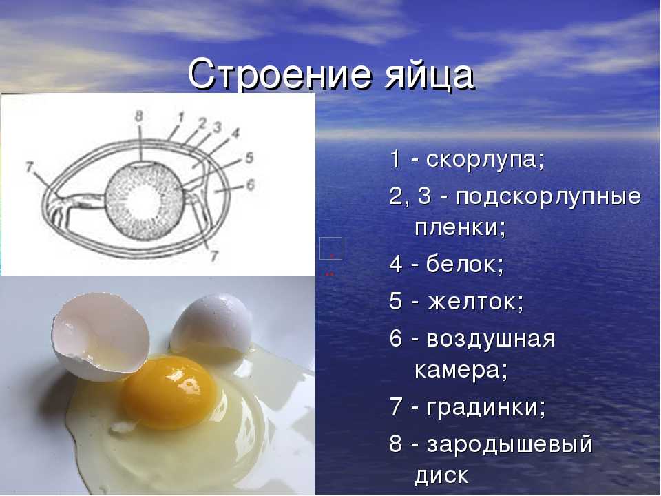 Строение яйца птиц
