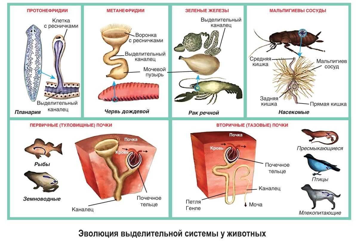Слух человека и животных