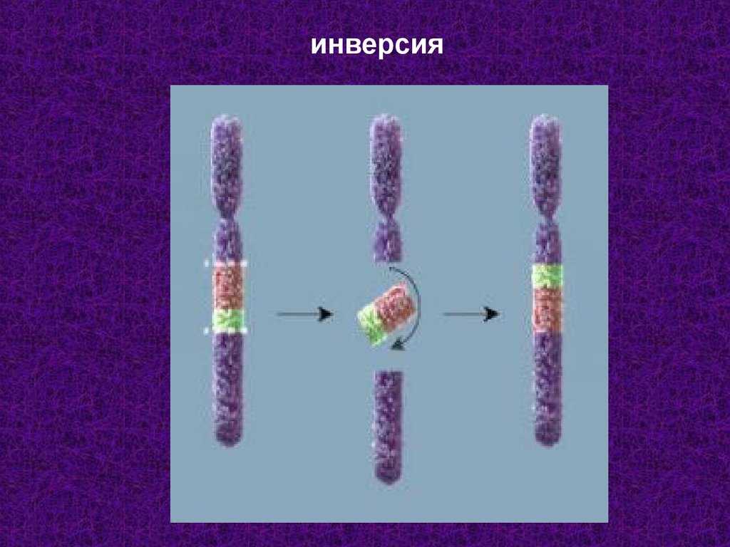 Инверсия (биология). инверсии генов