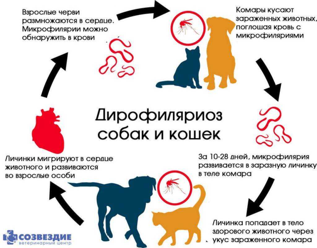 Диоктофимоз (dioctophyme renale): этиология и эпидемиология, симптомы, методы лечения